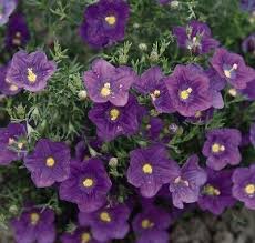 Image result for Nierembergia hippomanica