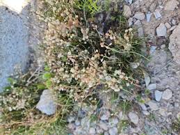 Image result for Cuscuta approximata