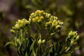 Image result for Microglossa