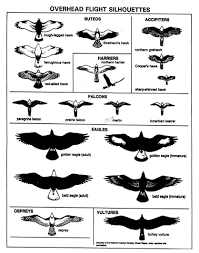 Brown Bird With Black And White Wings Uk Bird Identification Made Easy Part 1 Bird Identification Bird Silhouette Bird Aviary
