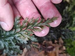 Image result for Vandenboschia gigantea