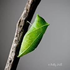 They have gregarious caterpillars that can munch down a parsley plant before you get the chance harvest it, but the way i see it is that by sacrificing parsley, you are helping nature. Zebra Swallowtail Butterfly Life Cycle Betty Hall Photography