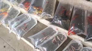 A Walk Inside Kolathur Wholesale Ornamental Fish Market Cheap And Best In Chennai Youtube