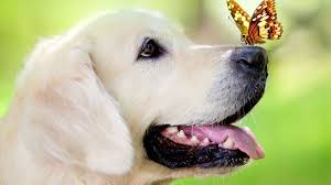 Labrador retriever cute wallpaper golden retriever adorable puppies. Download Hd Cute Wallpaper Golden Retriever Adorable Puppies
