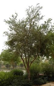 Image result for Pithecellobium dulce