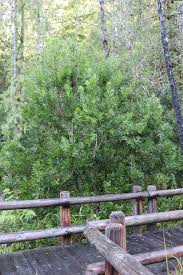 Image result for Myrica salicifolia