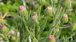 Image result for Conyza limosa