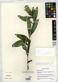 Image result for Barleria crossandriformis