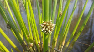 Image result for Schoenoplectiella