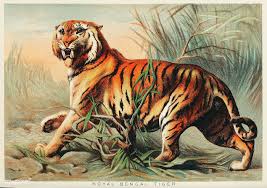 Royal Bengal Tiger From Johnson S Household Book Of Nature 1880 By John Karst 1836 1922 Free Image By R Tiger Illustration Tiger Art Woodland Animal Art