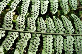 Image result for Christella dentata