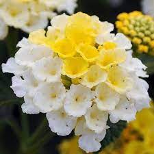 Lucky Lemon Glow Lantana Very Pretty Lantana Plant Lantana Plants