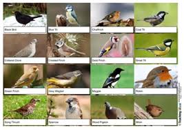 garden birds resources teaching ideas