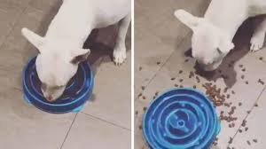 Other times, the majority of the products we review perform poorly. You Ve Gotta See This Clever Bull Terrier S Solution To Eating From A Puzzle Bowl Video The Dog People By Rover Com