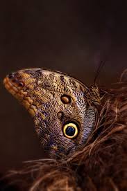 20 Photos De Papillons Qui Vont Vous Donner Des Ailes Photo Papillon Papillon Beaux Papillons