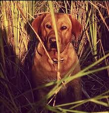 Labradors can be a great addition to anyone's household. British Lab Puppies Hunting Dogs In Depth Outdoors