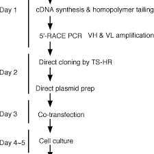 Flow Chart Summarizing The Production Of Recombinant