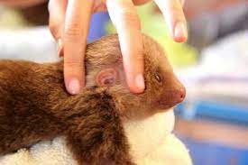 Sloth Ears Sloth Cuddly Animals My Spirit Animal