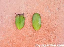 Water sparingly for a month while the plant rests. Growing An Easter Cactus Spring Cactus Joy Us Garden