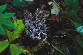 Image result for Clavulina cinerea