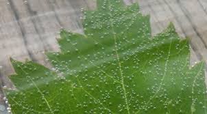 These leaf cells are commonly called liverworts with the sc. Category Photosynthesis