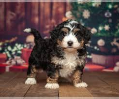 Welcome to wolf river bernedoodles, wisconsin's premier breeder of one of the most popular new hybrid breeds (wi license #467004). View Ad Miniature Bernedoodle Puppy For Sale Near Michigan Addison Usa Adn 223350