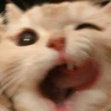 Kitty 2 Cat Icon Cute Cat Funny Animals