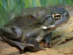 All colorado river toads have venomous glands behind their eyes that are clearly visible on their skin. Sonoran Desert Toad Bufo Alvarius Frog And Toad Toad Amphibians