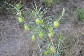 Image result for Gomphocarpus semilunatus