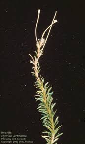Image result for Hydrilla