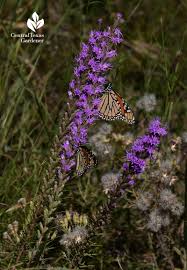 Gardeners can go a step further and make their yards hospitable to nesting native bees. Wildlife Wild Water Central Texas Gardener