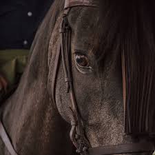 Sexo con animales y salud mental