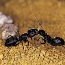 Jackson, is by far the best and most thorough tech we have ever had from any company, and wouldn't want anyone else! Pest Control In Holly Springs Yelp