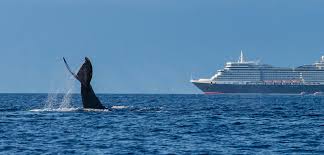 Cruising For Trouble Hakai Magazine