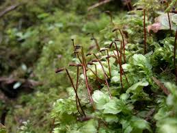 Image result for Strychnos lucens