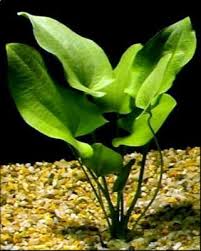 Echinodorus Macrophyllus In 2020 Aquatic Plants Freshwater Aquarium Plants Fish Plants