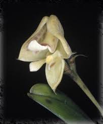 Image result for Polystachya galeata