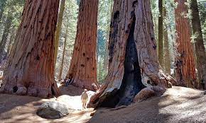 Sequoia national park also offers spectacular underground scenery. 6 Best Campgrounds In Sequoia National Park Planetware