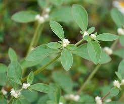 Image result for Bothriocline laxa