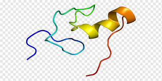 Putih telur tinggi protein ? Motif Struktural Rna Protein Pengikat Sequence Motif Rna Protein Pengikat Motif Y Linked Keluarga 1 Anggota A1 Lain Lain Aneka Lain Lain Rna Png Pngwing
