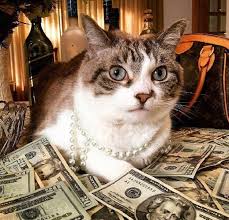 Happy New Year New Money Cat Animal Pet Bikini Fashion Bikini Swimsuit Bikini Set High Waisted Woman Women Fashion Dress Swimwear Bea Money Cat Bad Cats Cats