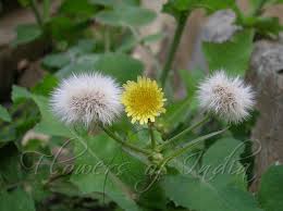 Image result for Sonchus wilmsii