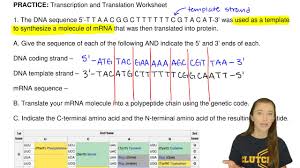 Transcription & translation worksheet— presentation transcript: Transcription And Translation Worksheet 1 Clutch Prep