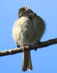 Southern california bird identification guide this is. Ten Backyard Bird Songs Nature In Novato