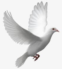 Pigeons Peace Dove Pigeon Png Transparent Clipart Image And Psd File For Free Download Dove Images Dove Flying Dove Pictures Download free pigeon fly png with transparent background. dove images dove flying dove pictures