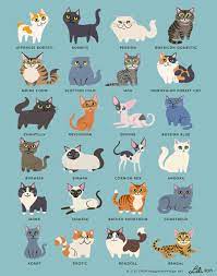 Ratu Dan Prabu Seni Kucing Anak Kucing Lucu Kucing Siam