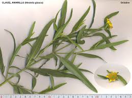 Image result for Pascalia glauca