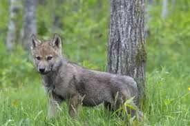 Image result for wolf cub