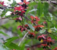 Image result for Ochna confusa