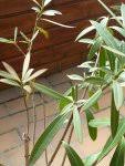 Learn more about oleander uses, effectiveness, possible side effects, interactions, dosage, user ratings and products that contain oleander. Ist Mein Oleander Gestorben Hausgarten Net